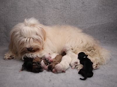 Bichon Havanais hvalpe - Miki Nanoq Smilla